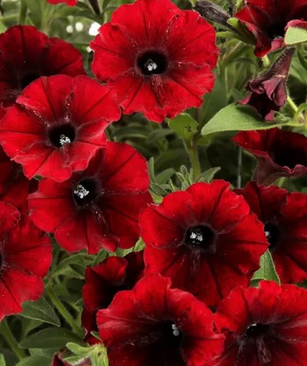 Supertuniа Blаck Cherry- петуния каскадна електриково червено  ( 4200)